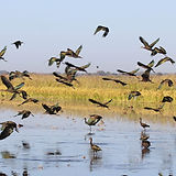 Protecting Nesting Bird Habitat on the Pacific Flyway