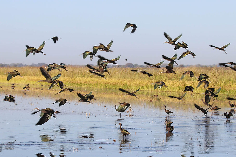 Protecting Nesting Bird Habitat on the Pacific Flyway