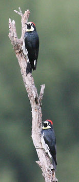Acorn Woodpecker