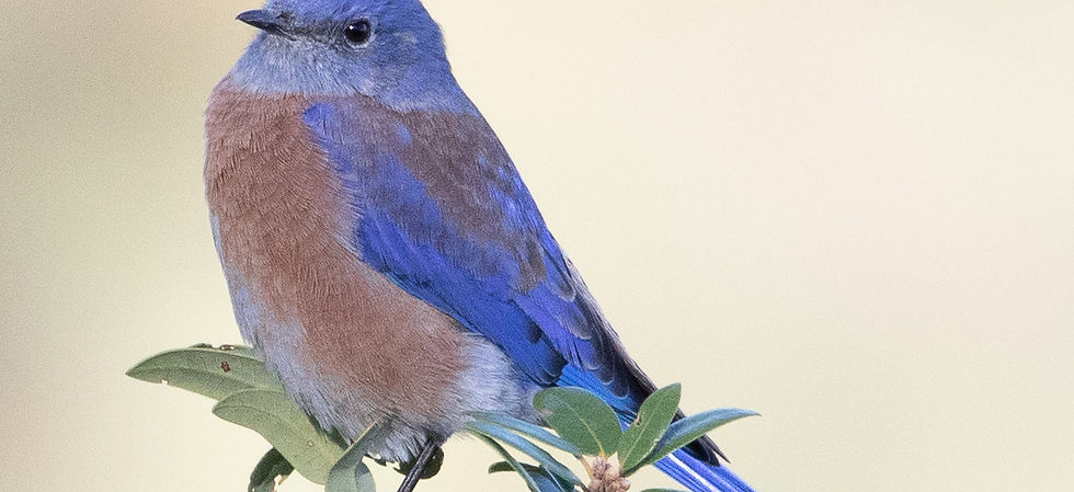 Western Bluebird