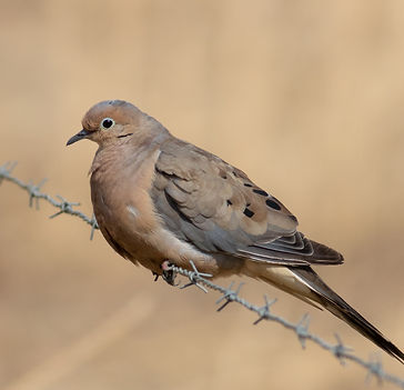 Mourning Dove