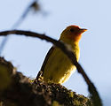 Western Tanager
