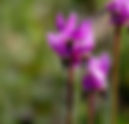 Shooting Star (Henderson's) Dodecatheon hendersonii