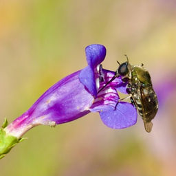 Jeweled Spider Flies