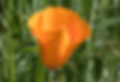 California Poppy