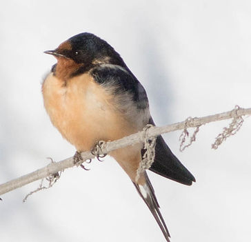 Barn Swallow