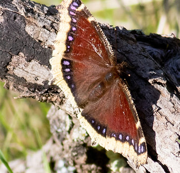 Mourning Cloak