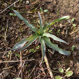 Look for something wavy in Mitchell Canyon.