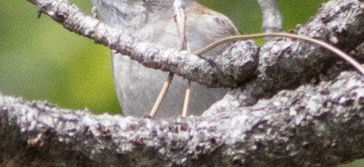 Chipping Sparrow