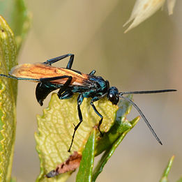 You don't want to get stung by this one!