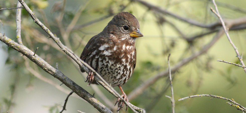 Fox Sparrow