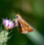 Wildflower & Pollinator Walk