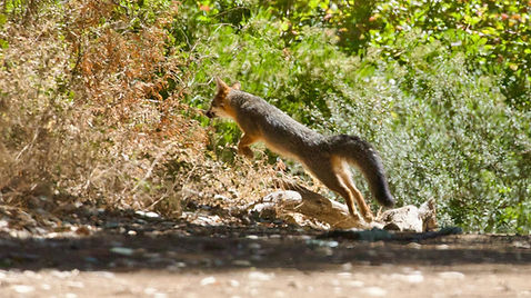 Wildlife Photography Guidelines