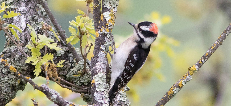 Downy Woodpecker