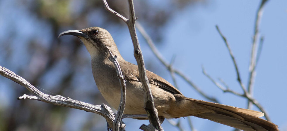 California Thrasher