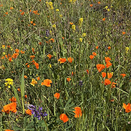 Most Excellent Spring Hike