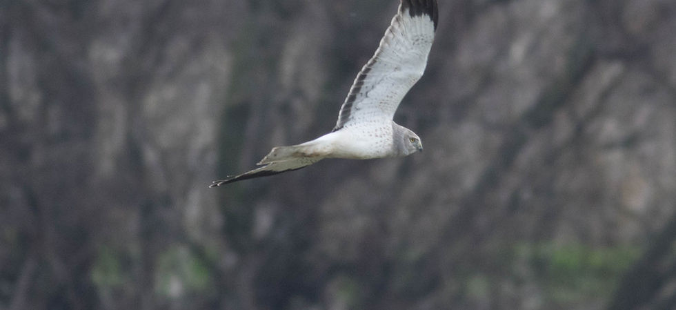 Northern Harrier