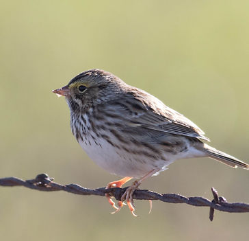 Savannah Sparrow
