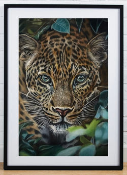 'Eyes of the wild'