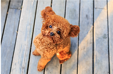 גור פוגל בחשיפה לעולם שבחוץ