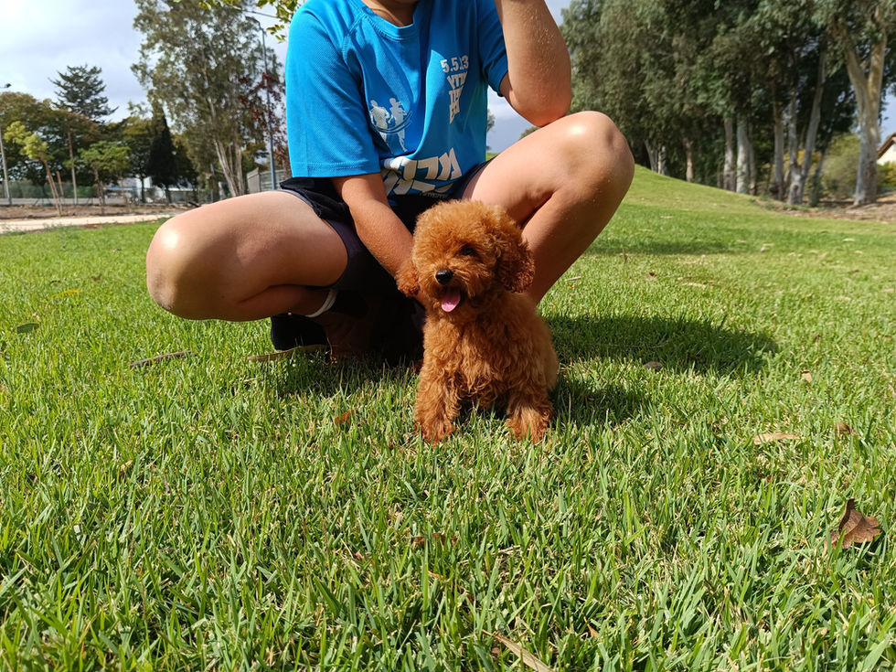 פודל טוי למכירה