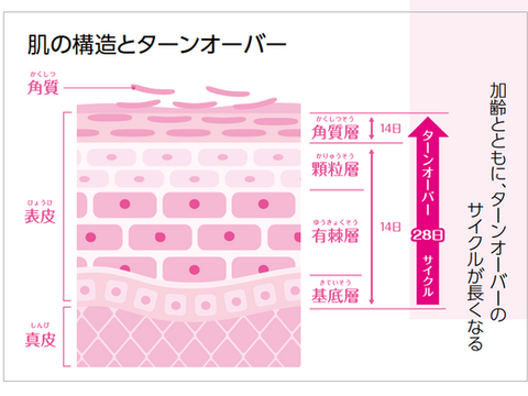【連載】自由が丘クリニック恵理ドクターの美容医療コラム VOL.04（2022.8）肌の代謝を整え美しい肌に