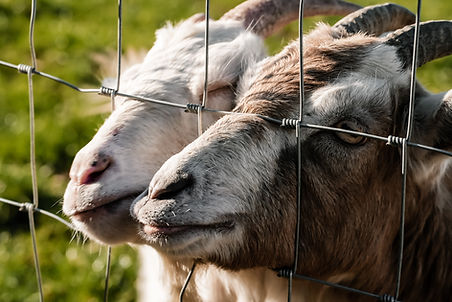 We have lots of animals around the farm