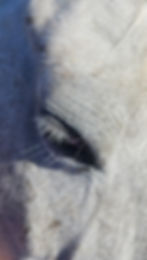 Screenshot_20250425_150347_Gallery