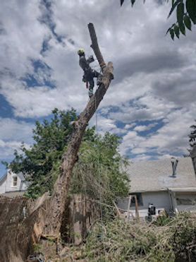 hazard-tree-removal.jpg