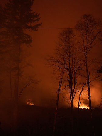 Trees on fire in Fort Collins
