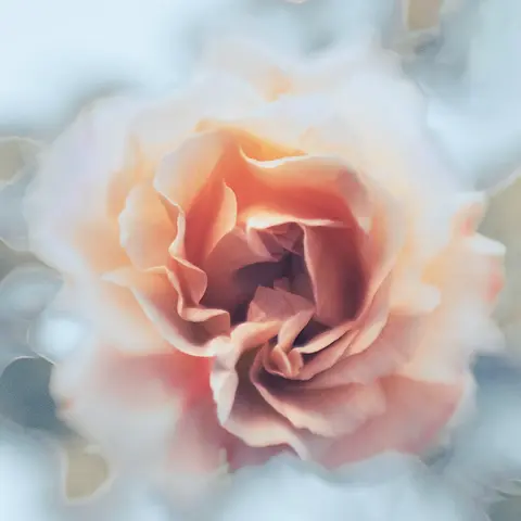 meli berends photography maternity birth milestone raglan hamilton waikato