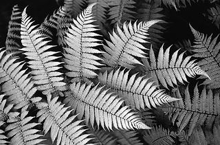 west coast gallery piha auckland art exhibition artist ted scott photographer painter