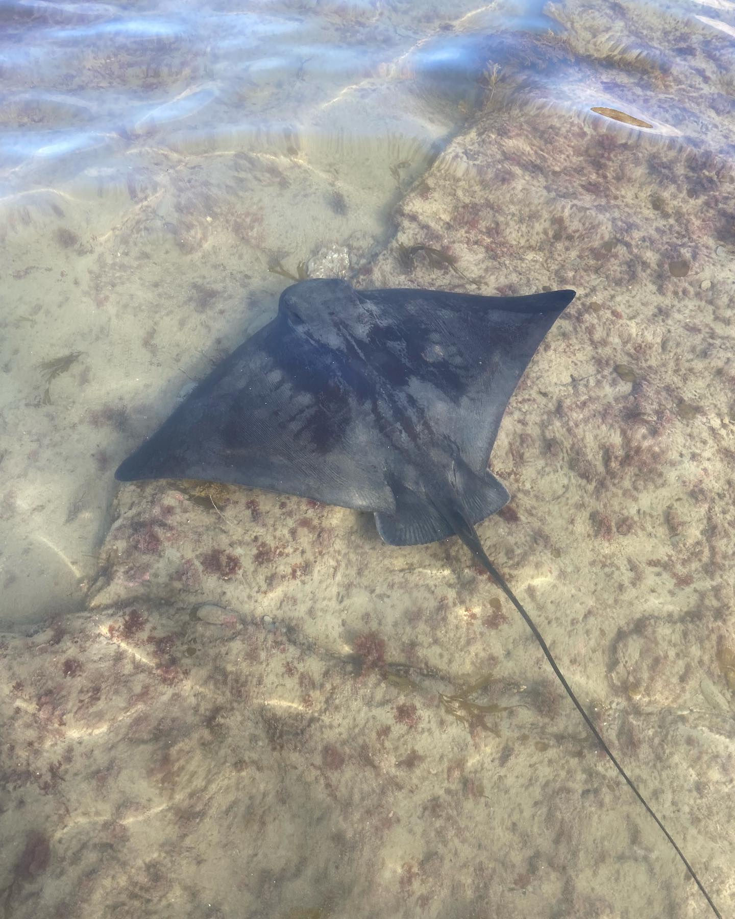 ocean beach motor lodge wainui gisborne tairawhiti dive tatapouri stingrays