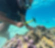 aitutki coral reef restoration eco friendly snorkel tours cook islands mike lee sustainable tourism