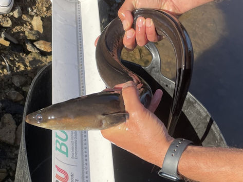 Eel surveys using eDNA on Jersey