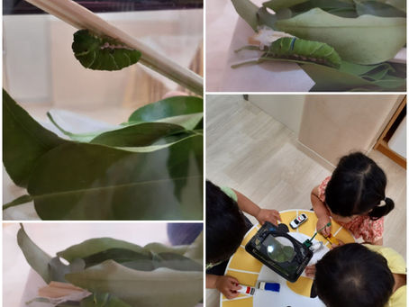 あおむしさんがハッピーにやってきました！！