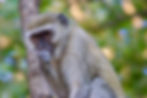 Grünmeerkatze