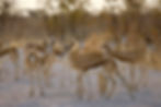 Impala