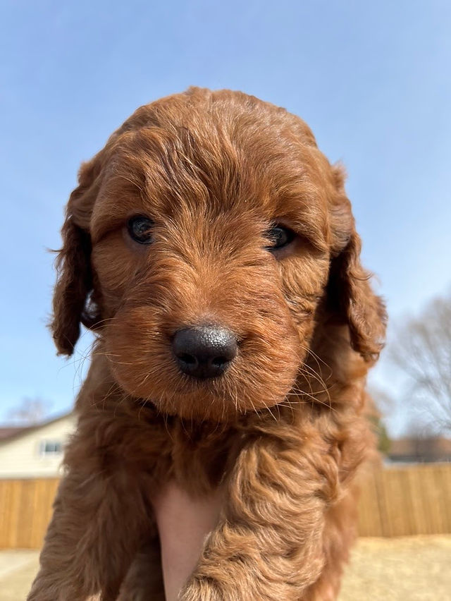 Wavy coat puppy closeup face, see how wavy coat puppy ears and forehead look