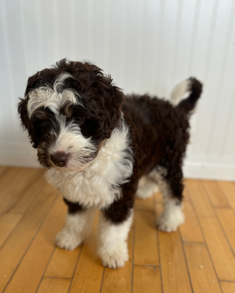aussiedoodle puppy for sale