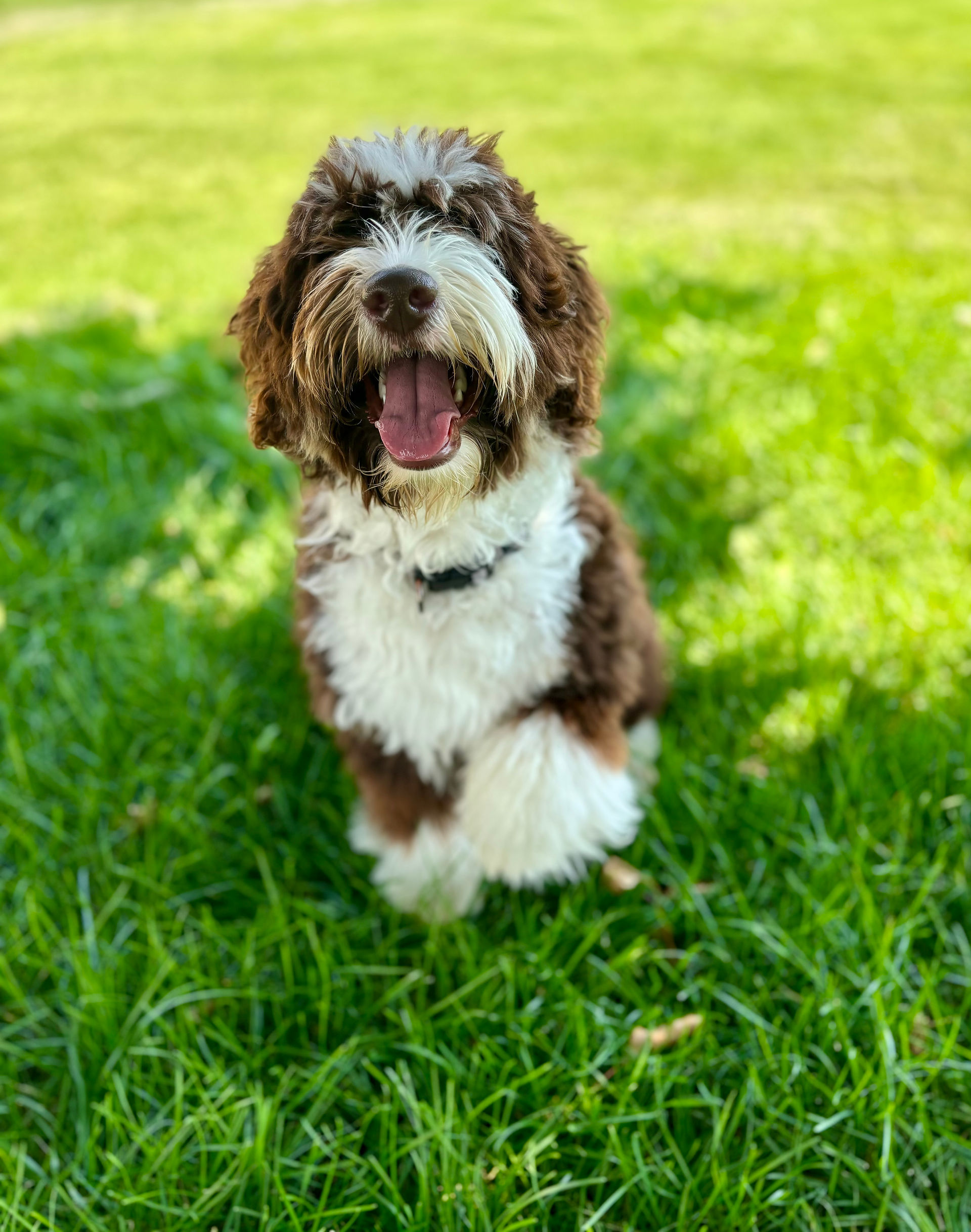 aussiedoodle breeder