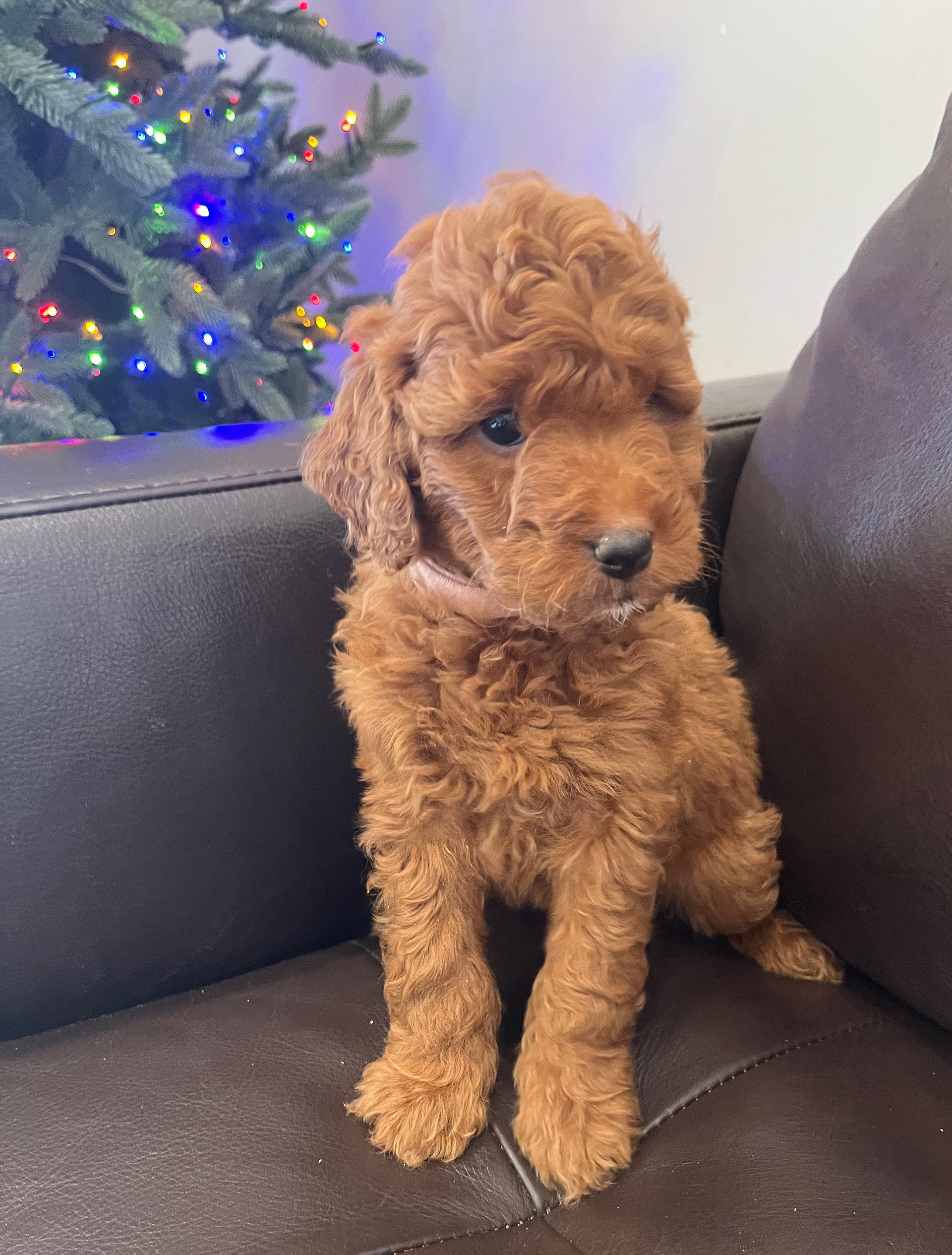 curly red goldendoodle puppy, adorable curly goldendoodle Alberta goldendoodle golden doodle red dog choose your coat type for your doodle