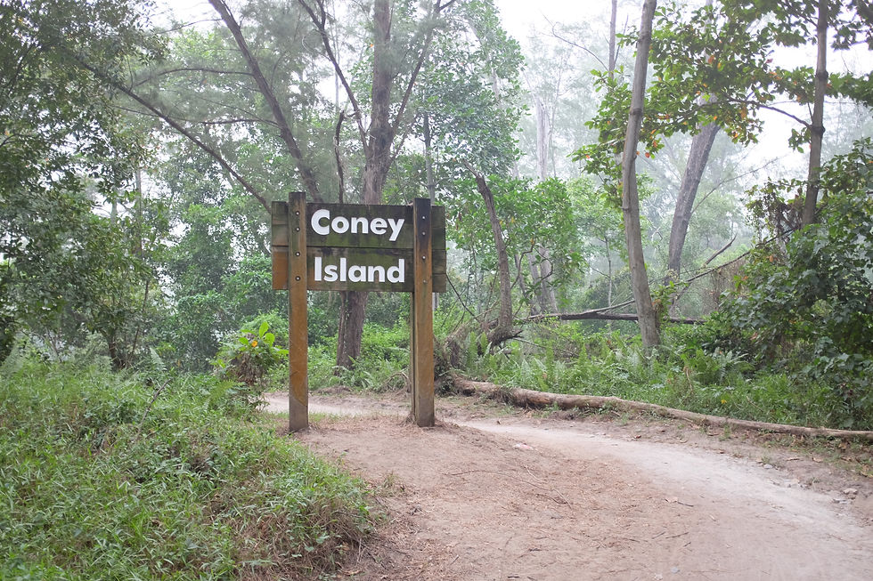 Coney Island sign in a lush, green forest with a dirt path. Trees and ferns surround, creating a peaceful, natural setting.
