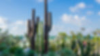Tall cacti under a bright blue sky in a botanical garden. People walk among plants; glass arches and clouds are in the background.