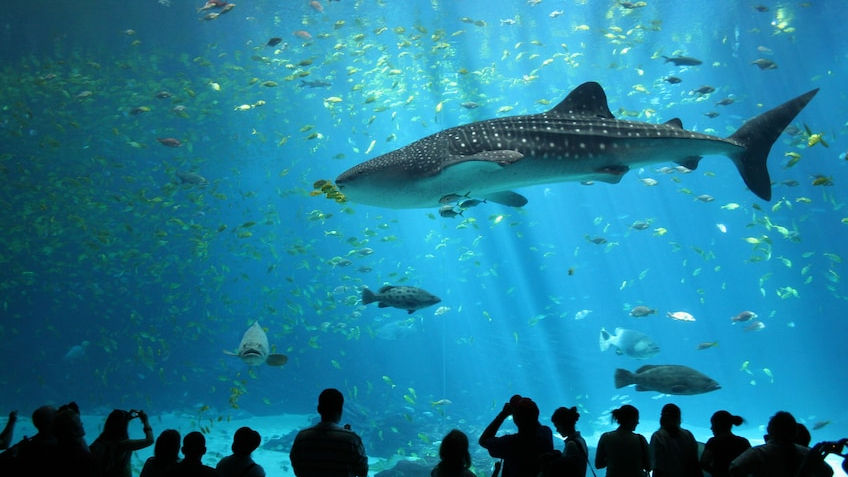Silhouetted visitors watch a large whale shark swim among fish in a vast, blue-lit aquarium. Enthralling, serene underwater scene.