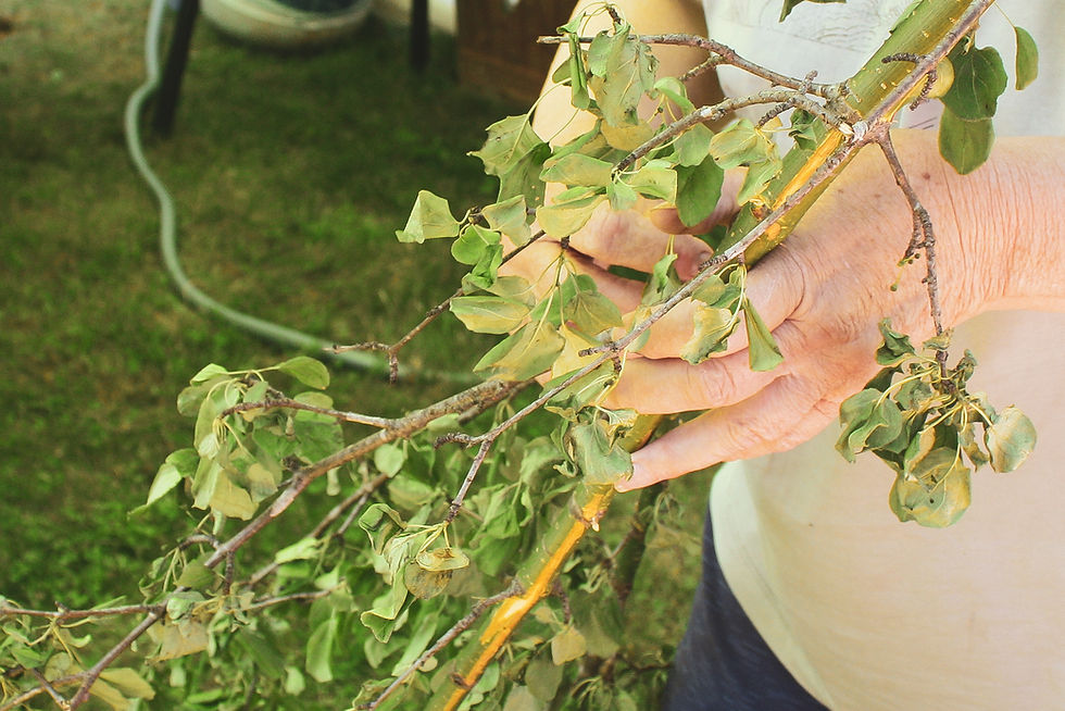 Thumbnail: Natural Dyes Found in Trees & Shrubs | Joann Darling