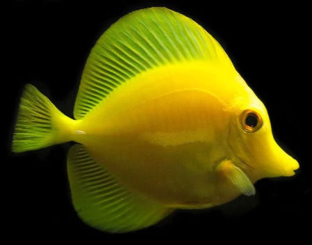 ree