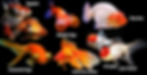 variétés de poissons rouges