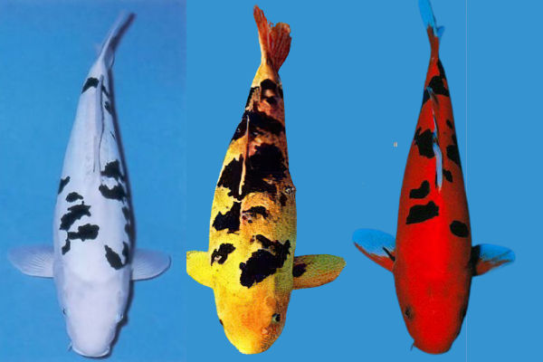 bekko koi aka bekko bassinaaz.com