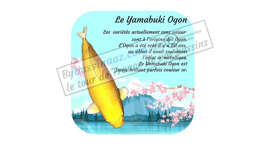 Miniature : Sous verres carpe koi Yamabuki